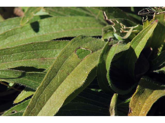 Echinacea angustifolia (Black samson) #59745