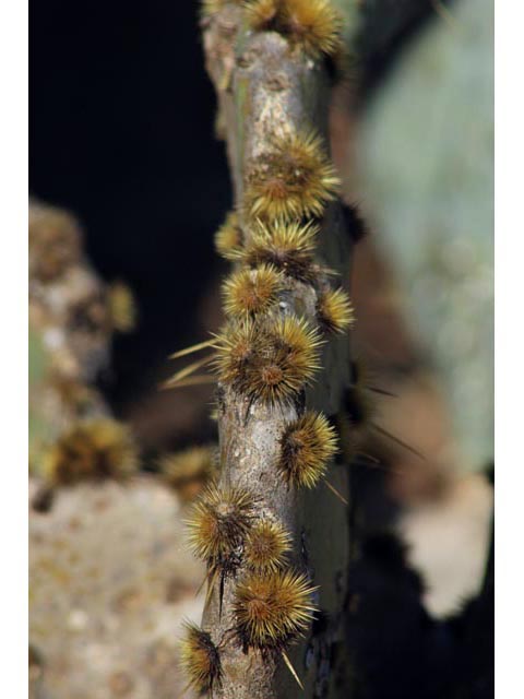 Opuntia engelmannii var. lindheimeri (Texas prickly pear) #59748