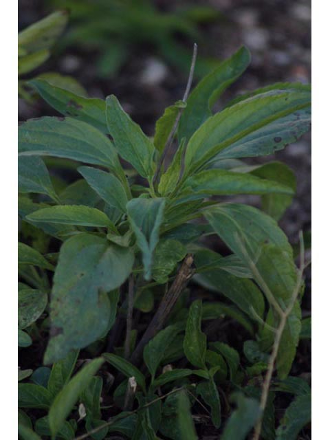 Salvia farinacea (Mealy blue sage) #59760