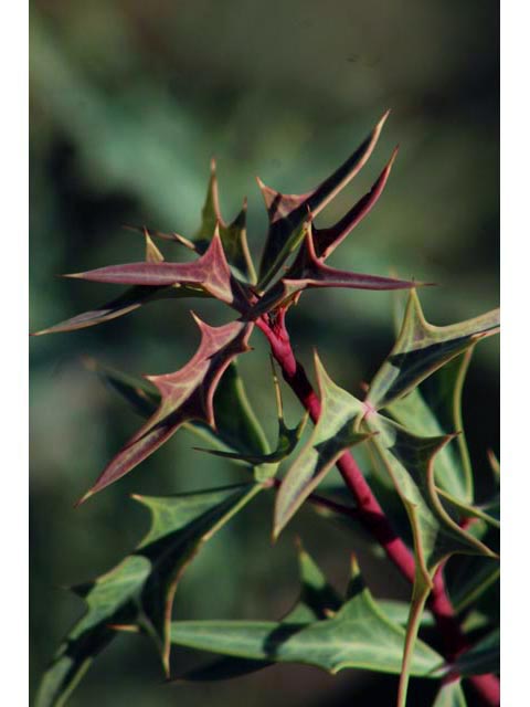 Mahonia trifoliolata (Agarita) #59764