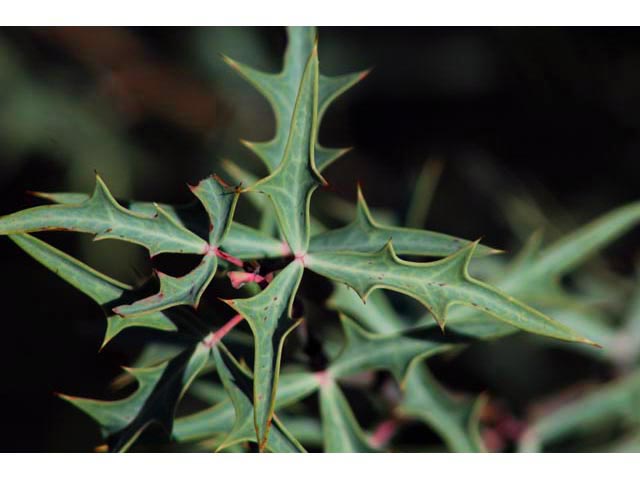 Mahonia trifoliolata (Agarita) #59765