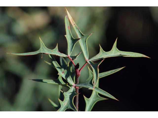 Mahonia trifoliolata (Agarita) #59766
