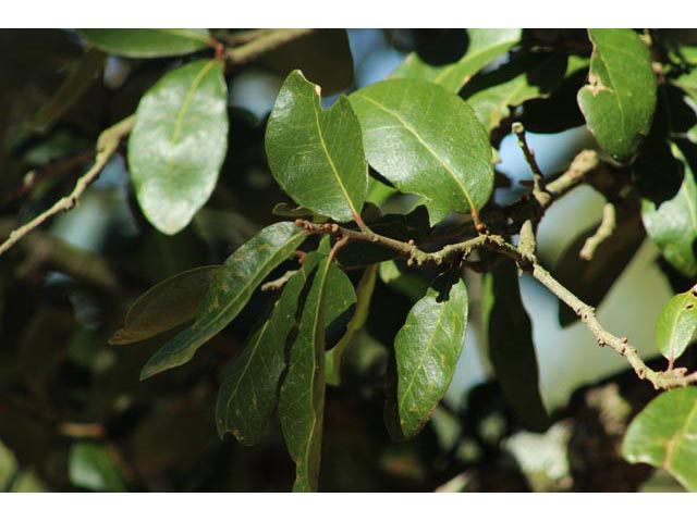 Quercus fusiformis (Escarpment live oak) #59770