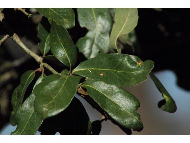 Quercus fusiformis (Escarpment live oak) #59771