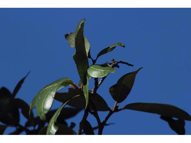 Quercus fusiformis (Escarpment live oak) #59772
