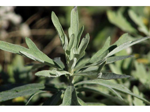 Artemisia ludoviciana (Louisiana artemisia) #59789