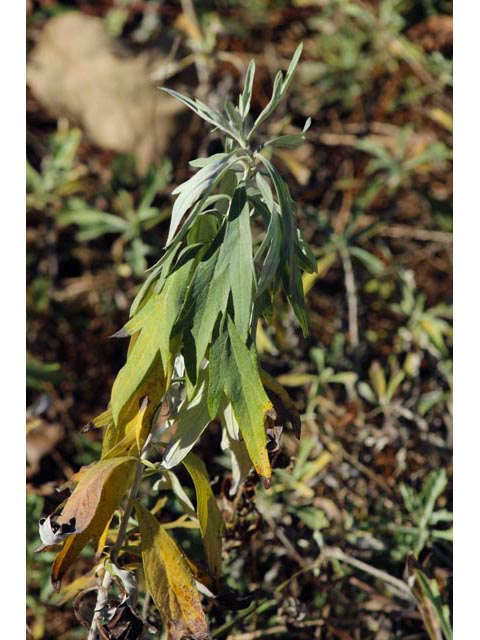 Artemisia ludoviciana (Louisiana artemisia) #59791