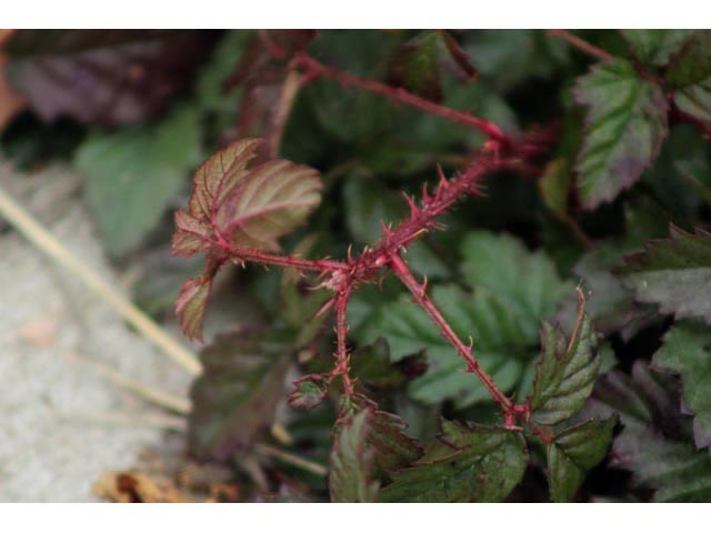 Rubus trivialis (Southern dewberry) #59801