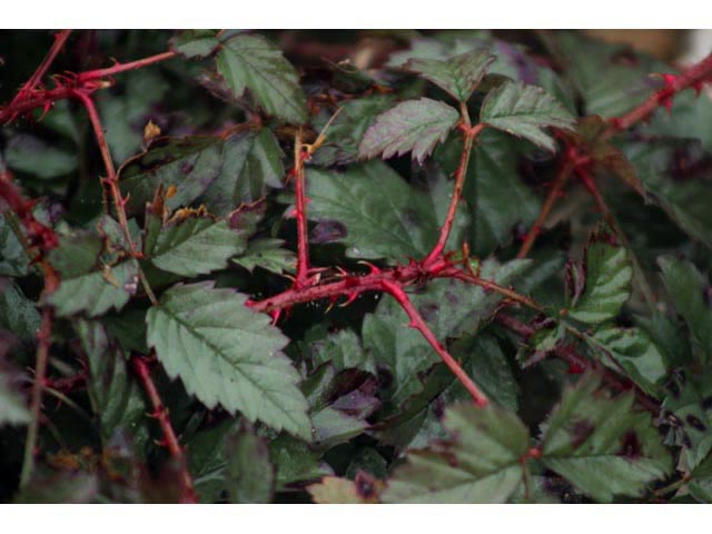 Rubus trivialis (Southern dewberry) #59802