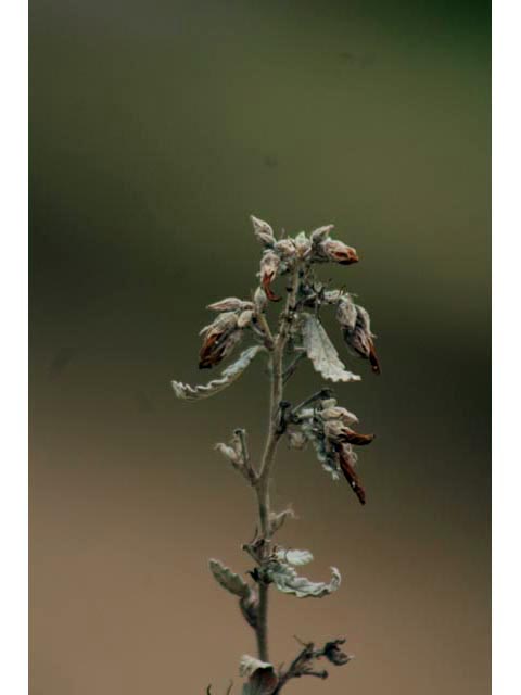 Melochia tomentosa (Pyramid bush) #59806
