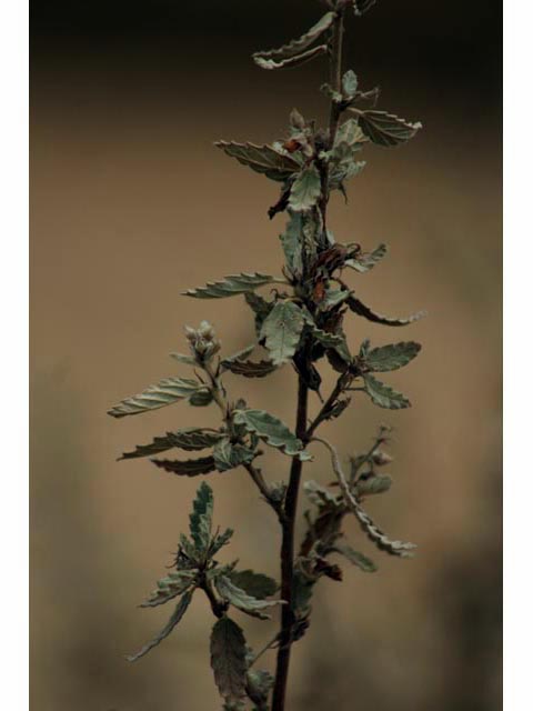 Melochia tomentosa (Pyramid bush) #59808