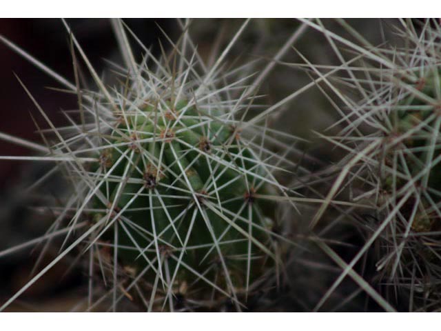 Echinocereus stramineus (Strawberry hedgehog cactus) #59812