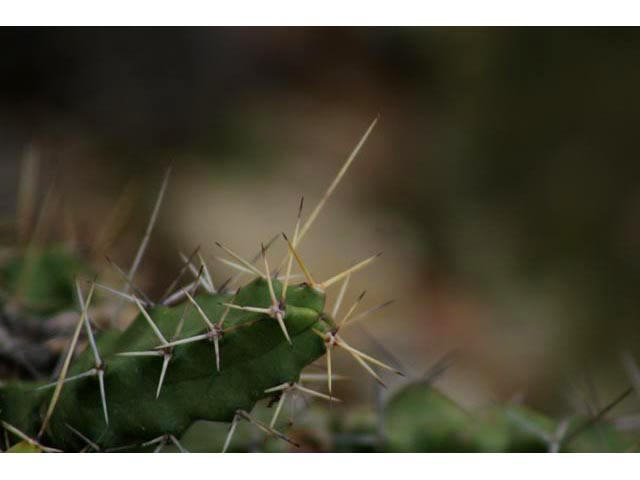 Echinocereus pentalophus (Ladyfinger cactus) #59813