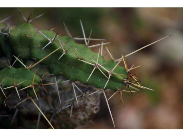 Echinocereus pentalophus (Ladyfinger cactus) #59814