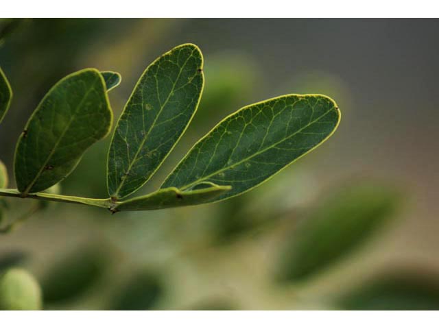 Sophora secundiflora (Texas mountain laurel) #59821