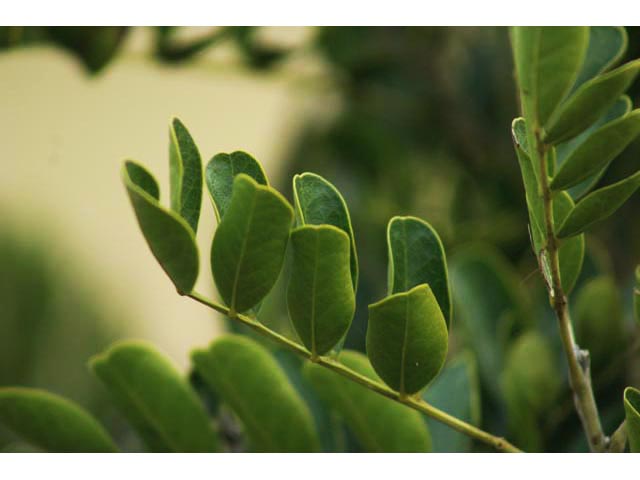 Sophora secundiflora (Texas mountain laurel) #59822