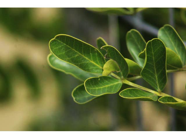 Sophora secundiflora (Texas mountain laurel) #59823