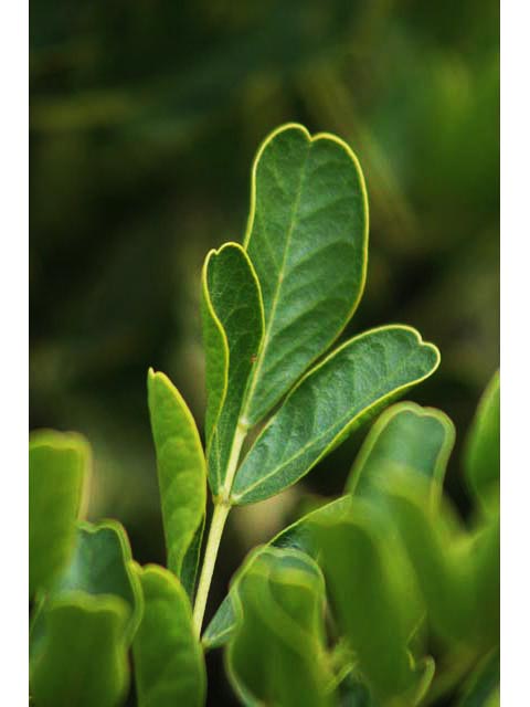 Sophora secundiflora (Texas mountain laurel) #59824