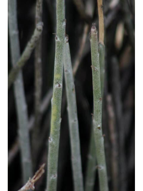 Euphorbia antisyphilitica (Candelilla) #59834