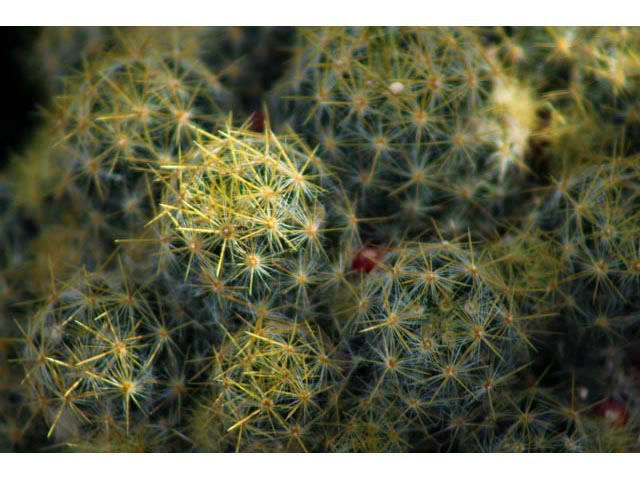Mammillaria prolifera (Texas nipple cactus) #59835