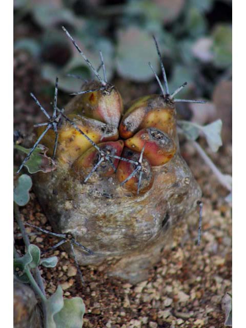 Echinocereus triglochidiatus (Claret cup) #59837