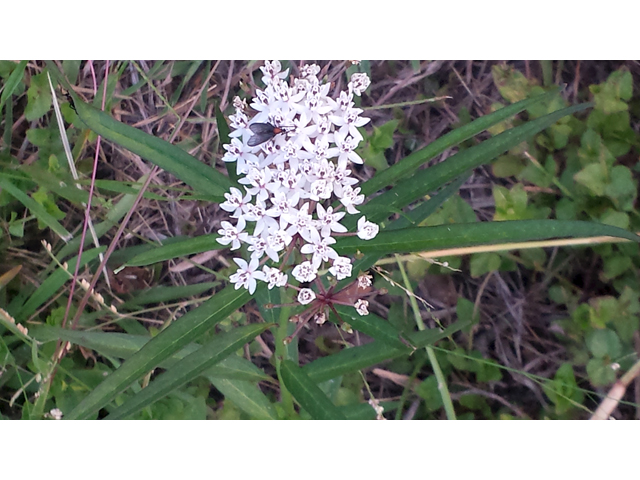 Asclepias perennis (White swamp milkweed) #36676