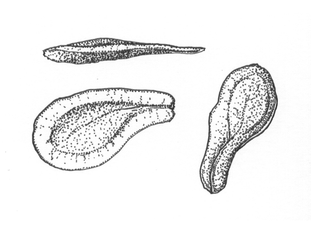 Asclepias incarnata (Swamp milkweed) #33386