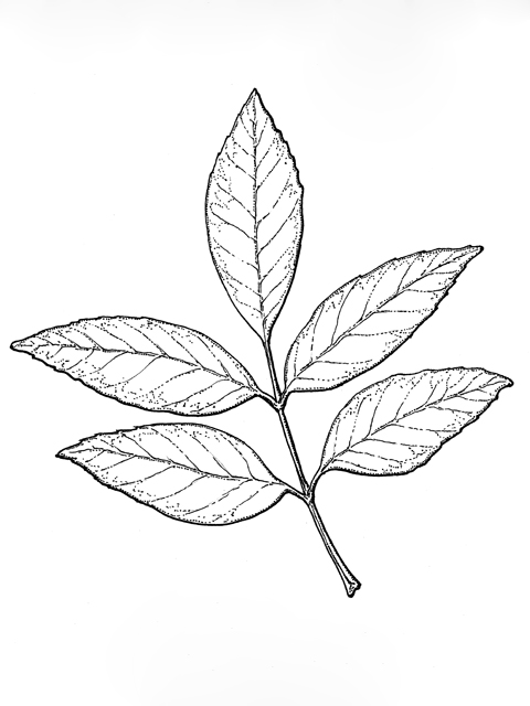Fraxinus pennsylvanica (Green ash) #33921