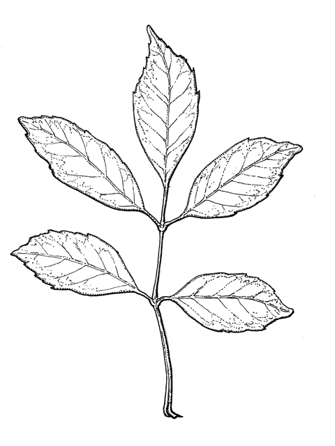 Fraxinus pennsylvanica (Green ash) #33922