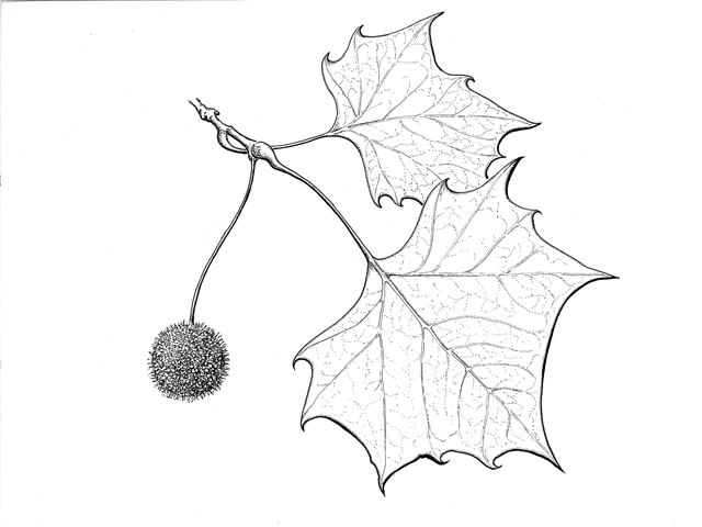 Platanus occidentalis (American sycamore) #33925