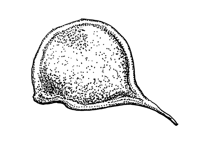 Ranunculus macranthus (Large buttercup) #33948