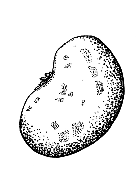 Rhynchosia minima (Least snoutbean) #33950