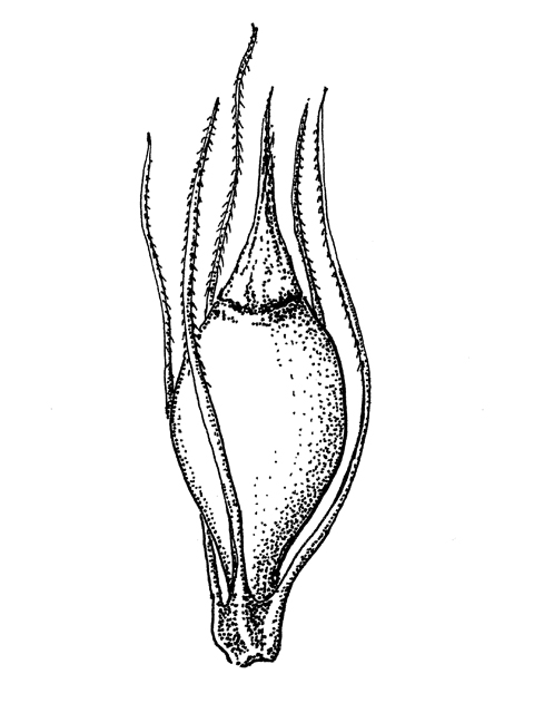 Rhynchospora glomerata (Clustered beaksedge) #33954