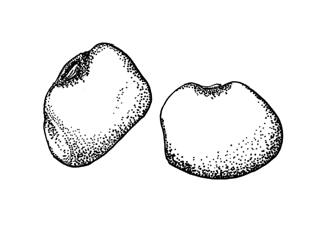 Phaseolus acutifolius (Tepary bean) #33966