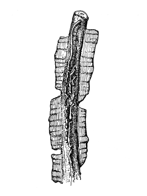 Ulmus crassifolia (Cedar elm) #33993