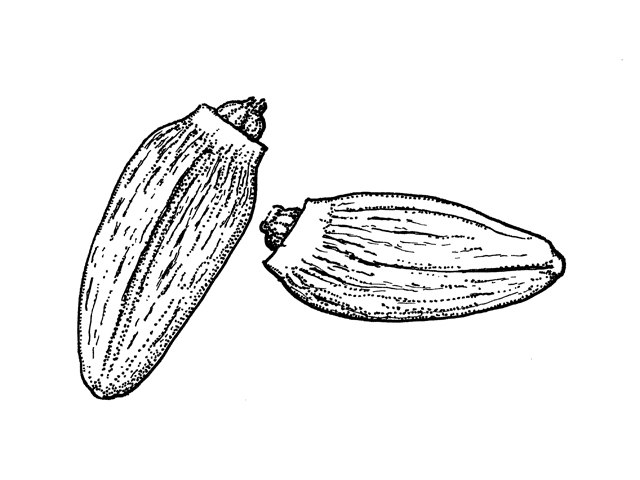 Cirsium engelmannii (Engelmann's thistle) #34000