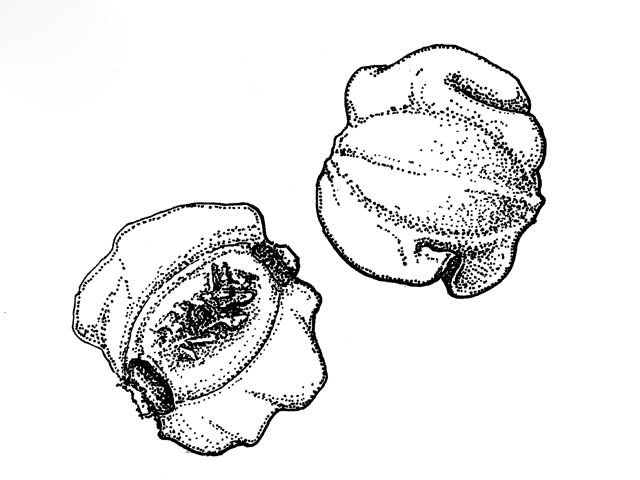 Coreopsis lanceolata (Lanceleaf coreopsis) #34002
