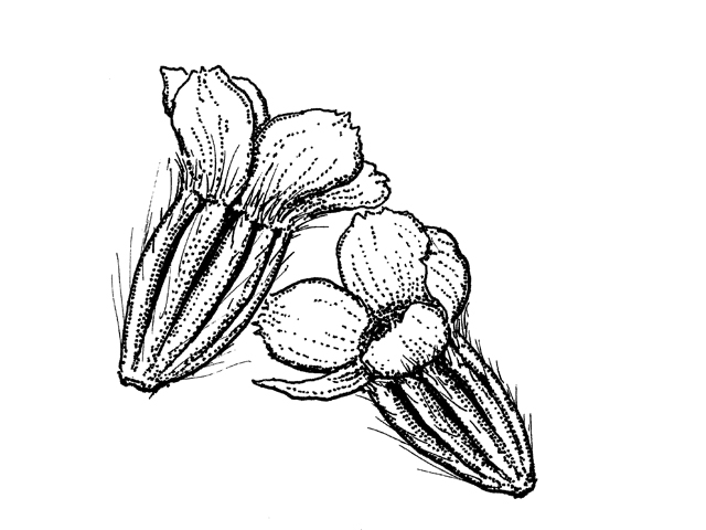 Amblyolepis setigera (Huisache daisy) #34006
