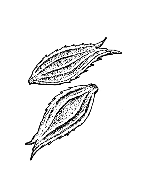 Kyllinga brevifolia (Shortleaf spikesedge) #34021