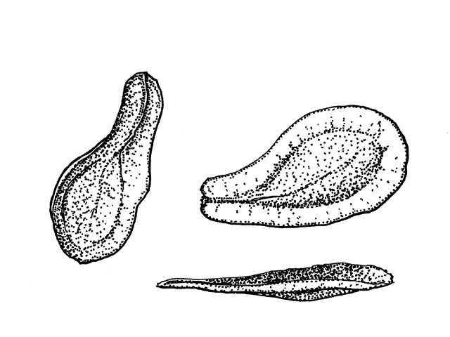 Asclepias incarnata (Swamp milkweed) #34038