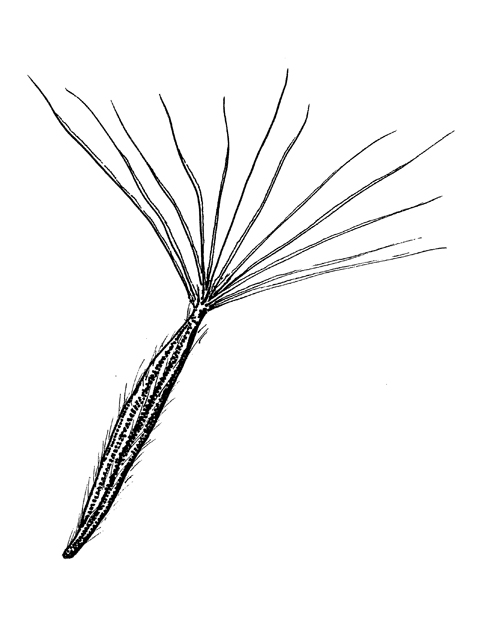 Porophyllum scoparium (Trans-pecos poreleaf) #34052