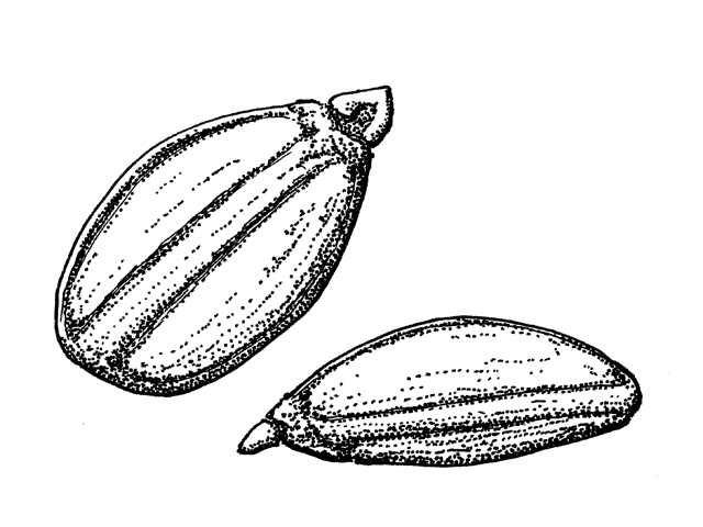 Prunella vulgaris (Common selfheal) #34053