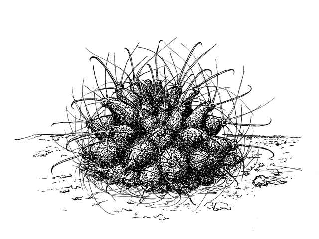 Ancistrocactus tobuschii (Tobusch fishhook cactus) #34064