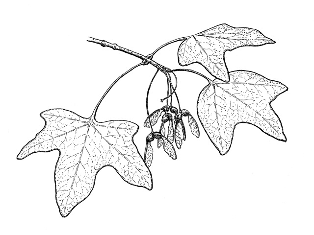 Acer grandidentatum (Bigtooth maple) #34081