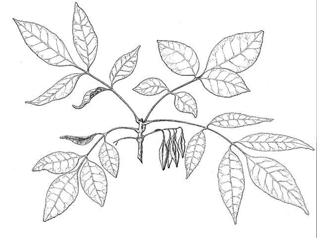Fraxinus berlandieriana (Mexican ash) #43158