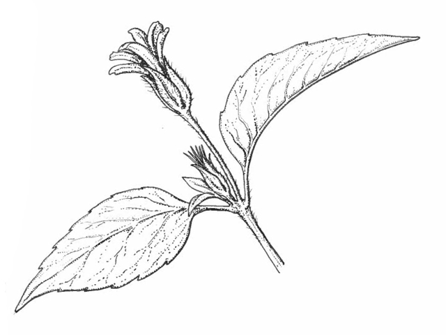 Calyptocarpus vialis (Horseherb) #60240