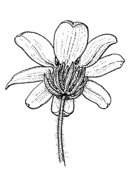 Engelmannia peristenia (Engelmann's daisy) #60247