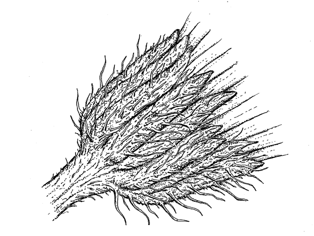 Erigeron modestus (Plains fleabane) #60248