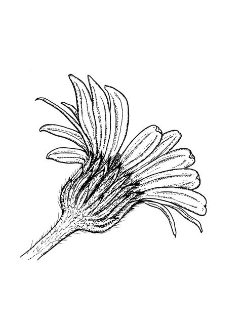 Heterotheca subaxillaris (Camphorweed) #60252