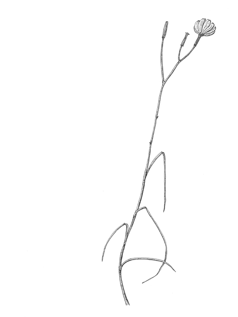 Lygodesmia texana (Texas skeleton plant) #60259